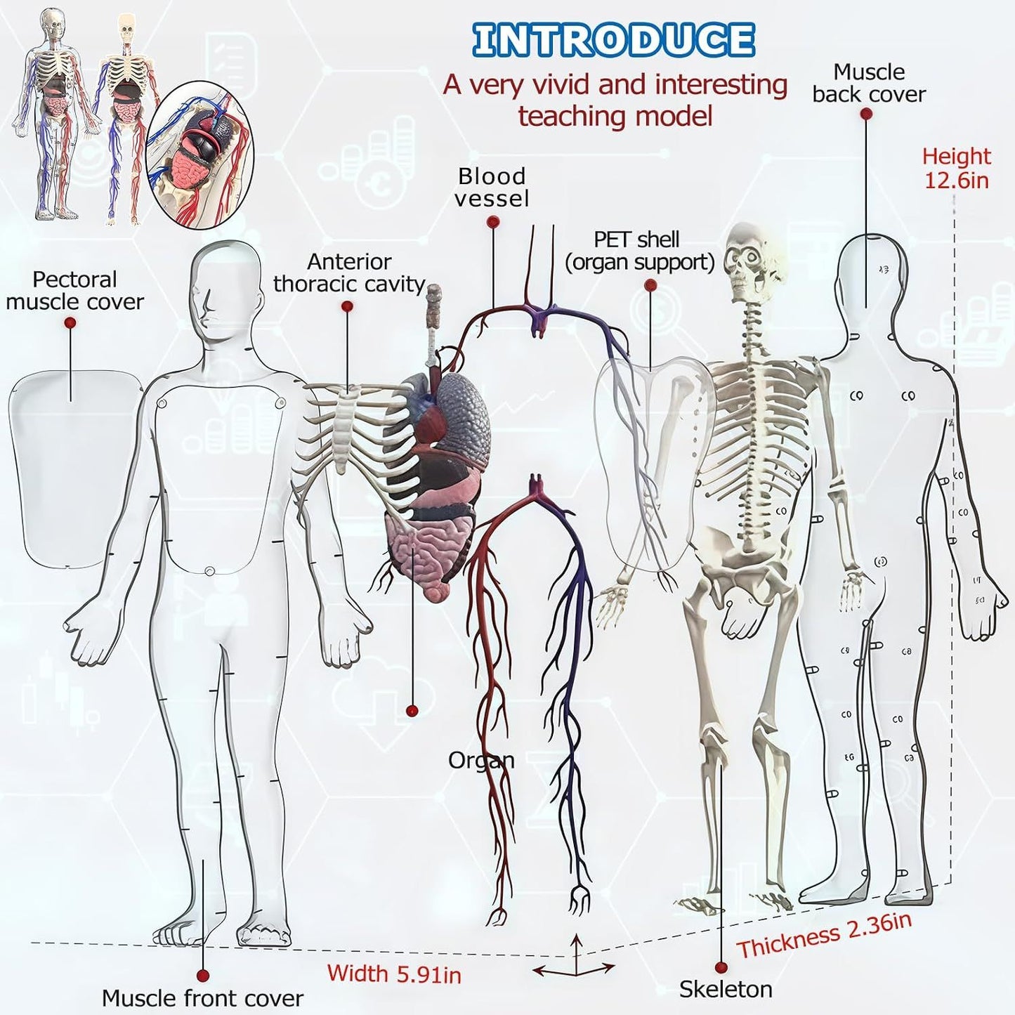 3D Human Body Model with Removable Bones,Organs,Blood Vessels,Transparent Anatomy Figure with Luminous Design, DIY Model for Study,Teaching Demonstration,Science Early Learning
