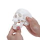 Mini Human Skull Model -Small Skeleton Head Skull Model -Includes Full Set of Teeth, Removable Skull Cap and Articulated Mandible