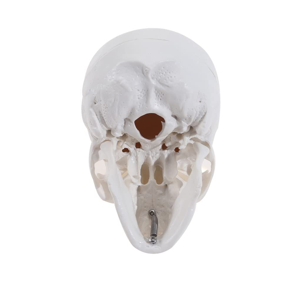 Mini Human Skull Model -Small Skeleton Head Skull Model -Includes Full Set of Teeth, Removable Skull Cap and Articulated Mandible