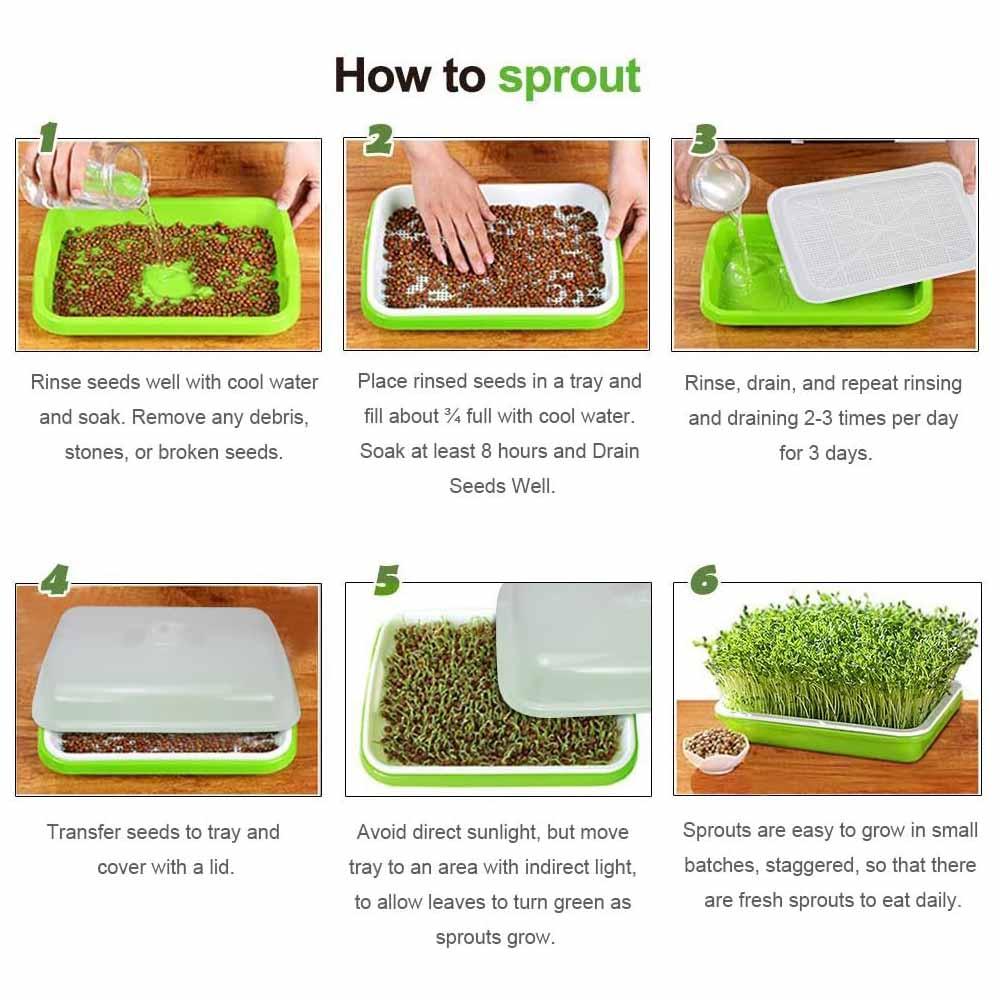 2-Pack Seed Sprouter Trays with Lids BPA-Free, Soil-Free Wheatgrass Growing Kit for Beans, Sprouts, Microgreens - Mekamart Australia