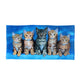 Curious Kittens Cotton Beach Towel