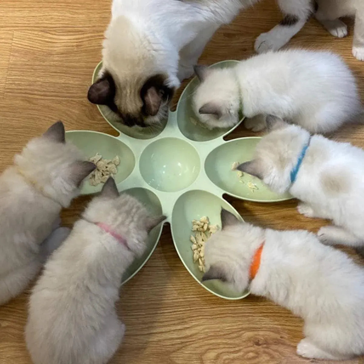 Multi Cat Feeding Bowl Petal Design Kitten Milk Bowl Puppy Dog Food Water Dish - Blue