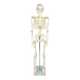Anatomical 85cm Tall Human Skeleton with Stand Model - Medical Anatomy - Mekamart Australia