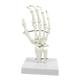 Hand Joint Anatomical Skeleton Model Human Anatomy Study Tool - Mekamart Australia