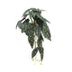Artificial Begonia Maculata Plant In Decorative Bowl 30cm - Mekamart Australia