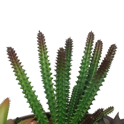 Potted Artificial Succulents with Round Decorative Bowl 19cm - Mekamart Australia