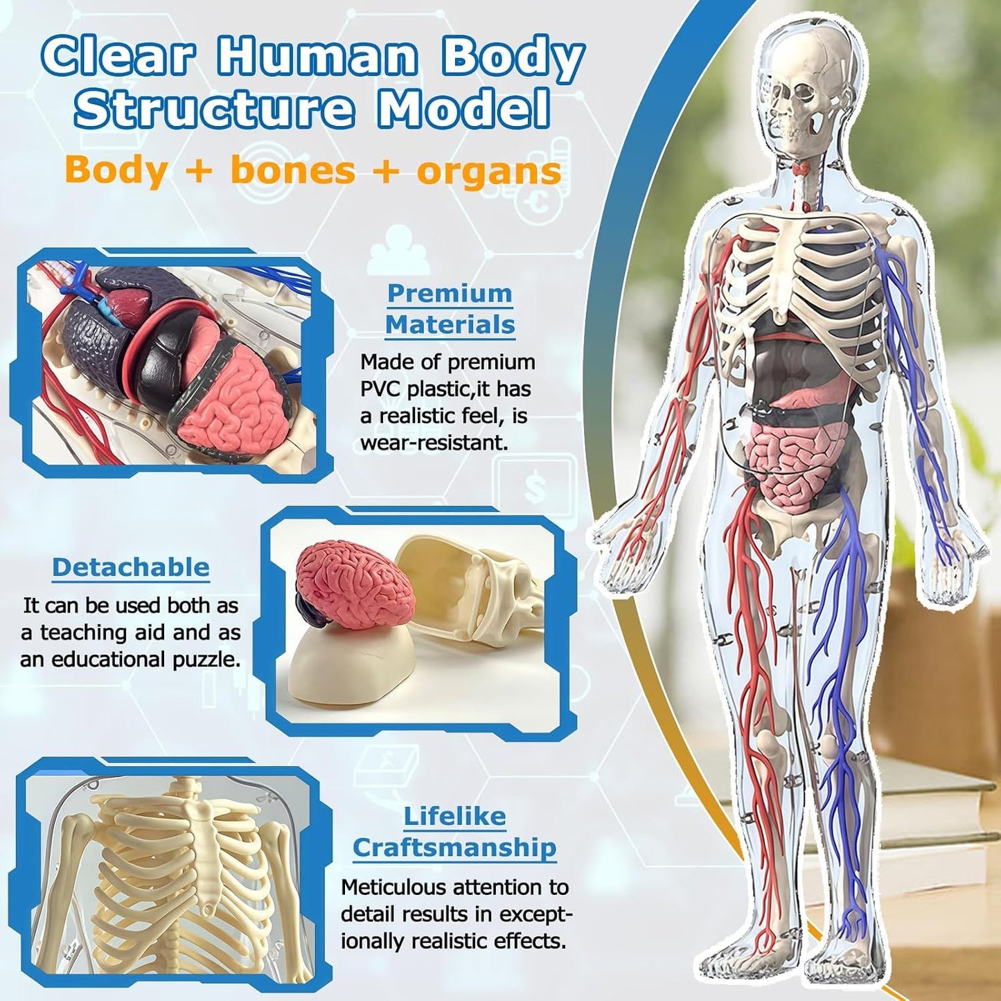 3D Human Body Model with Removable Bones,Organs,Blood Vessels,Transparent Anatomy Figure with Luminous Design, DIY Model for Study,Teaching Demonstration,Science Early Learning