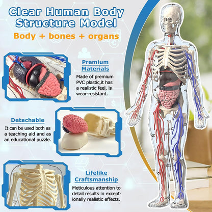 3D Human Body Model with Removable Bones,Organs,Blood Vessels,Transparent Anatomy Figure with Luminous Design, DIY Model for Study,Teaching Demonstration,Science Early Learning