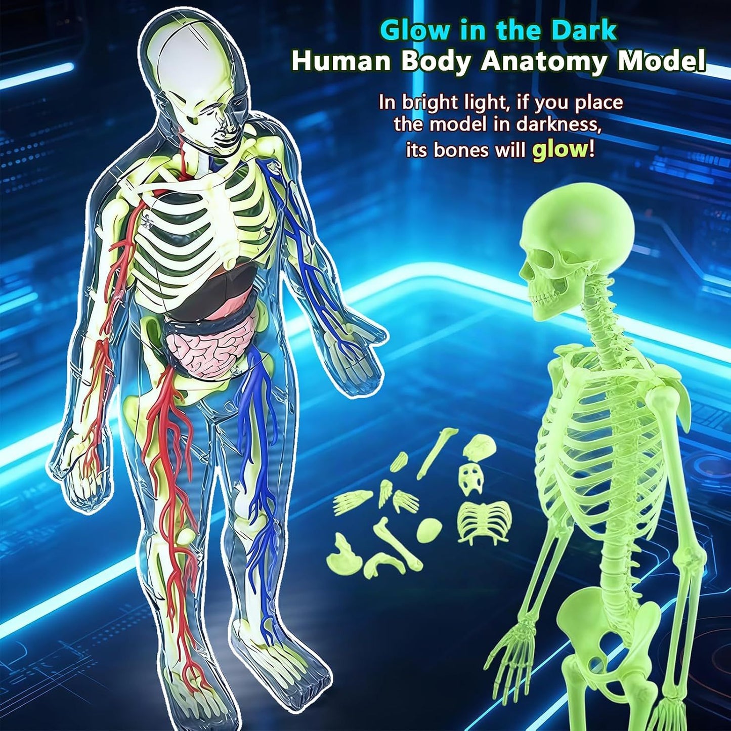 3D Human Body Model with Removable Bones,Organs,Blood Vessels,Transparent Anatomy Figure with Luminous Design, DIY Model for Study,Teaching Demonstration,Science Early Learning