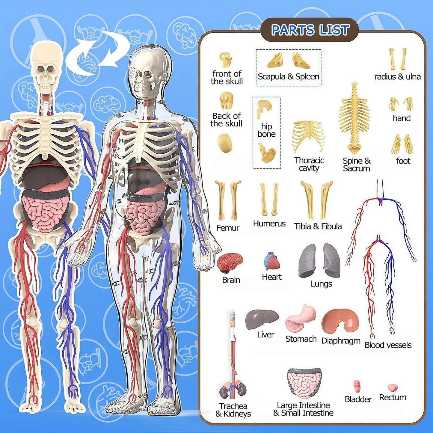 3D Human Body Model with Removable Bones,Organs,Blood Vessels,Transparent Anatomy Figure with Luminous Design, DIY Model for Study,Teaching Demonstration,Science Early Learning