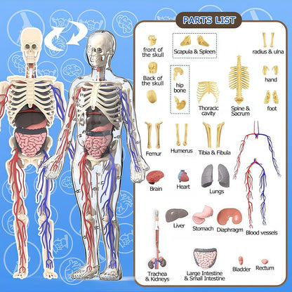 3D Human Body Model with Removable Bones,Organs,Blood Vessels,Transparent Anatomy Figure with Luminous Design, DIY Model for Study,Teaching Demonstration,Science Early Learning