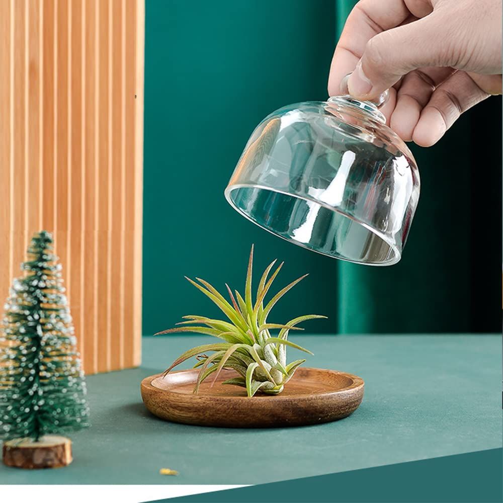 Mini Glass Dessert Dome with Base, Small Decorative Cake Tray with Glass Dome Cover, Cake Fruit Display Server Tray for Kitchen