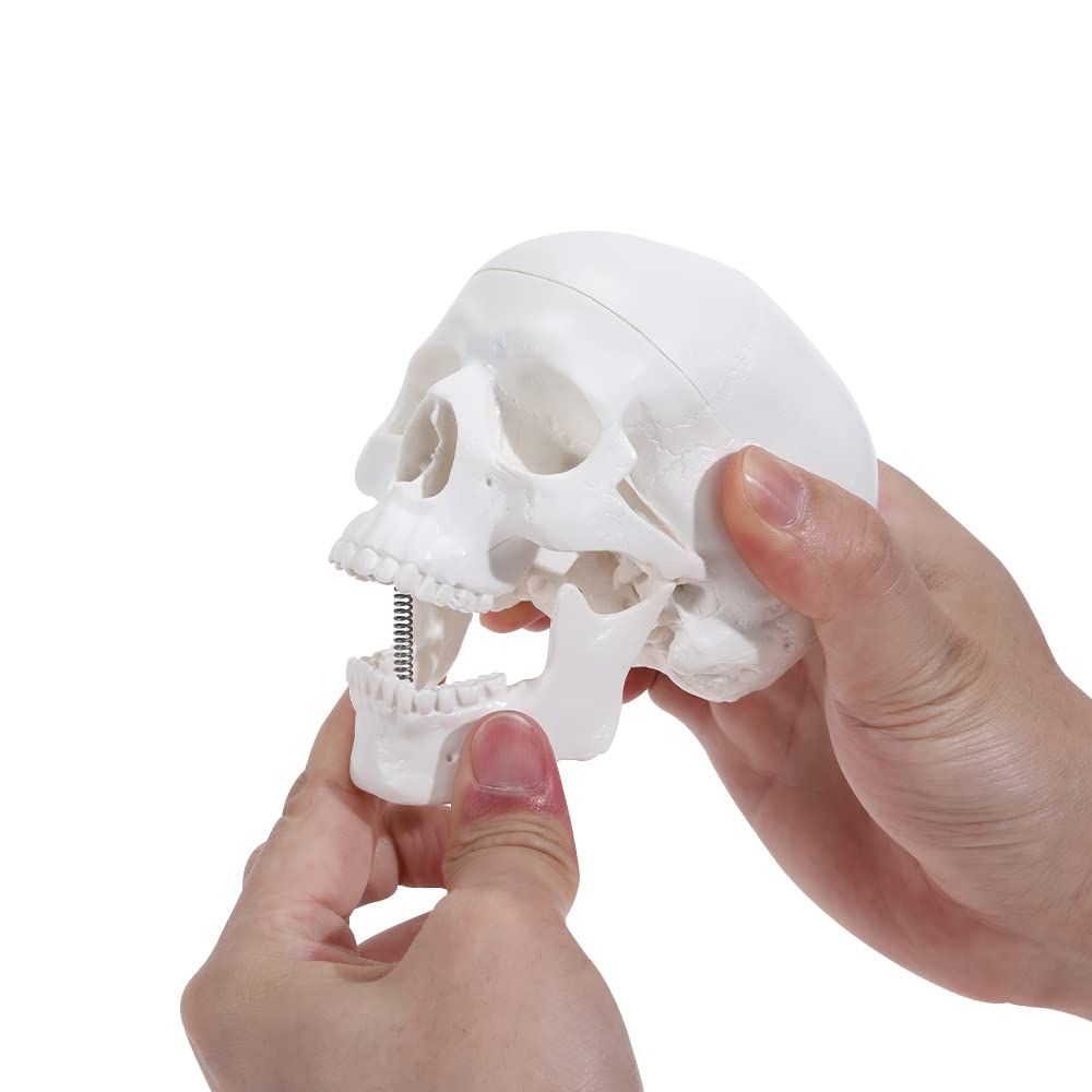 Mini Human Skull Model -Small Skeleton Head Skull Model -Includes Full Set of Teeth, Removable Skull Cap and Articulated Mandible