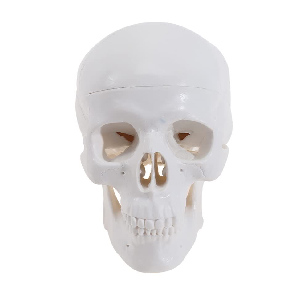 Mini Human Skull Model -Small Skeleton Head Skull Model -Includes Full Set of Teeth, Removable Skull Cap and Articulated Mandible
