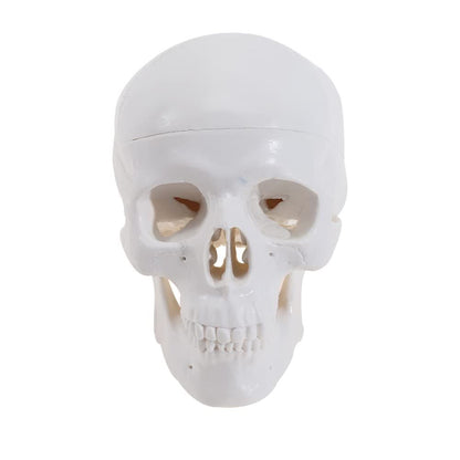 Mini Human Skull Model -Small Skeleton Head Skull Model -Includes Full Set of Teeth, Removable Skull Cap and Articulated Mandible