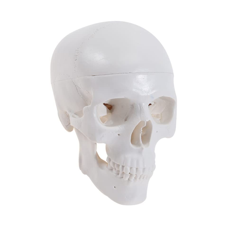 Mini Human Skull Model -Small Skeleton Head Skull Model -Includes Full Set of Teeth, Removable Skull Cap and Articulated Mandible