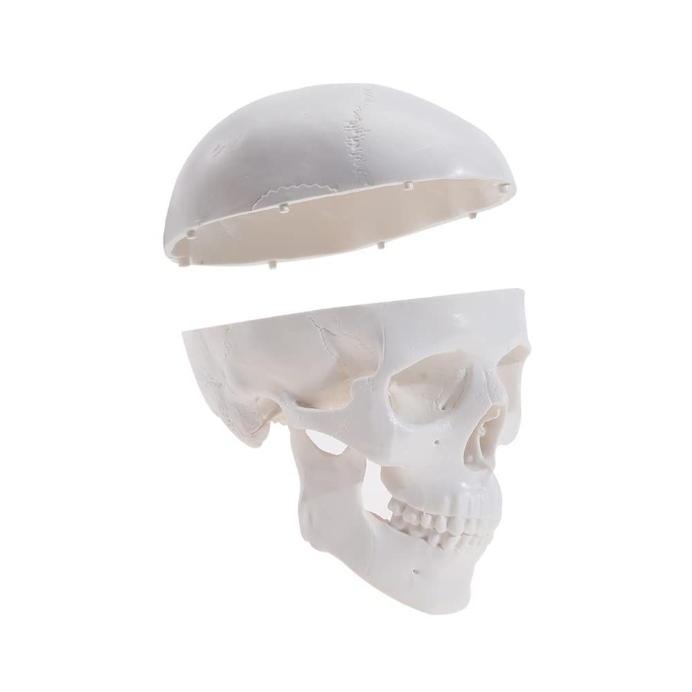 Mini Human Skull Model -Small Skeleton Head Skull Model -Includes Full Set of Teeth, Removable Skull Cap and Articulated Mandible