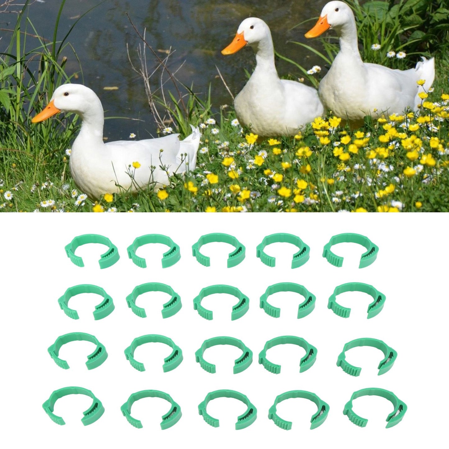 100pcs Chicken Identification Leg Bands Adjustable DIY Clip On Duck Bands for Geese Pigeons Green