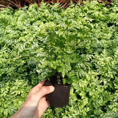 50 Pcs Seedling Block Peat Planting Block for Gardening Hydroponics Soilless Cultivation Plants Germination HRD TN0524