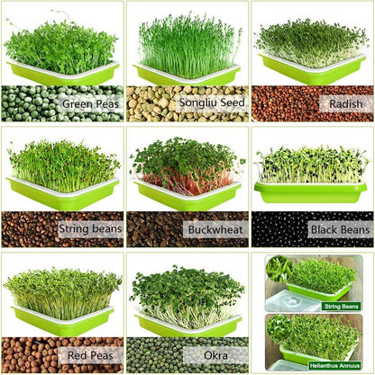 2-Pack Seed Sprouter Trays with Lids BPA-Free, Soil-Free Wheatgrass Growing Kit for Beans, Sprouts, Microgreens - Mekamart Australia