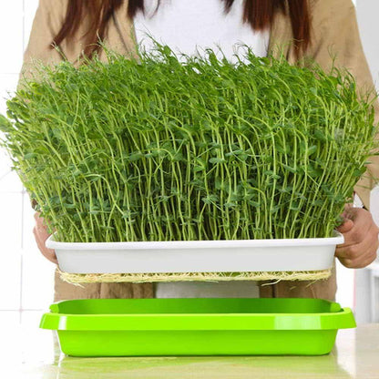 2-Pack Seed Sprouter Trays with Lids BPA-Free, Soil-Free Wheatgrass Growing Kit for Beans, Sprouts, Microgreens - Mekamart Australia