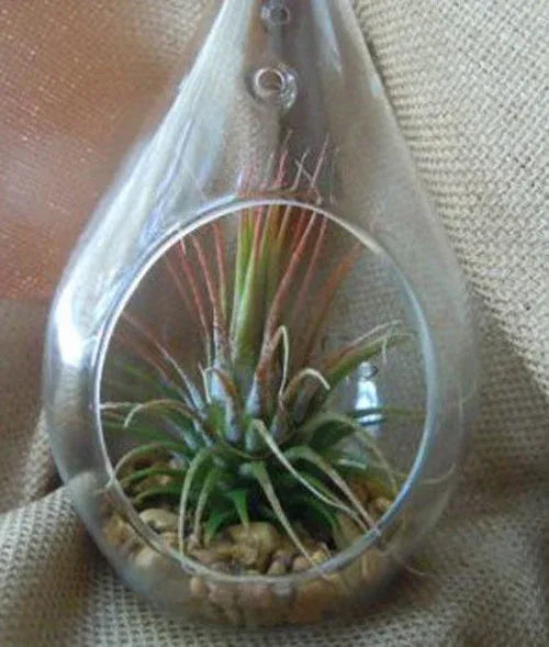 25 Bulk Pack of Hanging Clear Glass Tealight Candle Holder Tear Drop Pear Hour Glass Shape - 20cm High Terrarium Plant Mini Garden Holder Decoration Craft Gift - Mekamart Australia