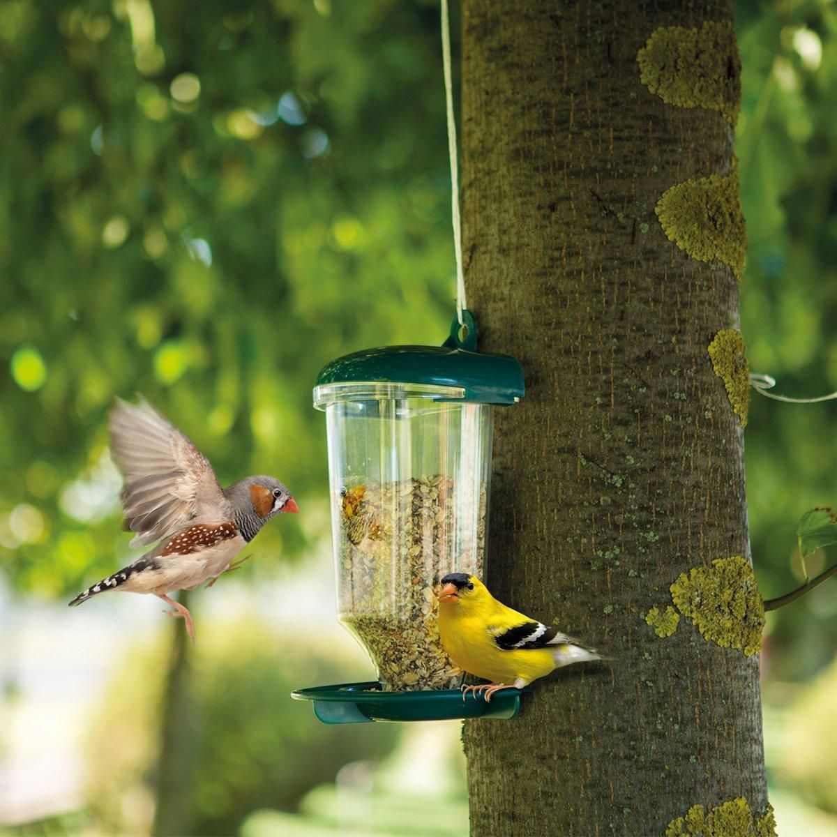 Clear Plastic Automatic Bird Feeder Suspended Suction Cup Feeder with Cover