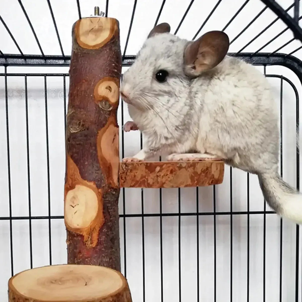 Parrot Stand Squirrel Training Swing Pet Stand Toy Small Pet Exercise Play