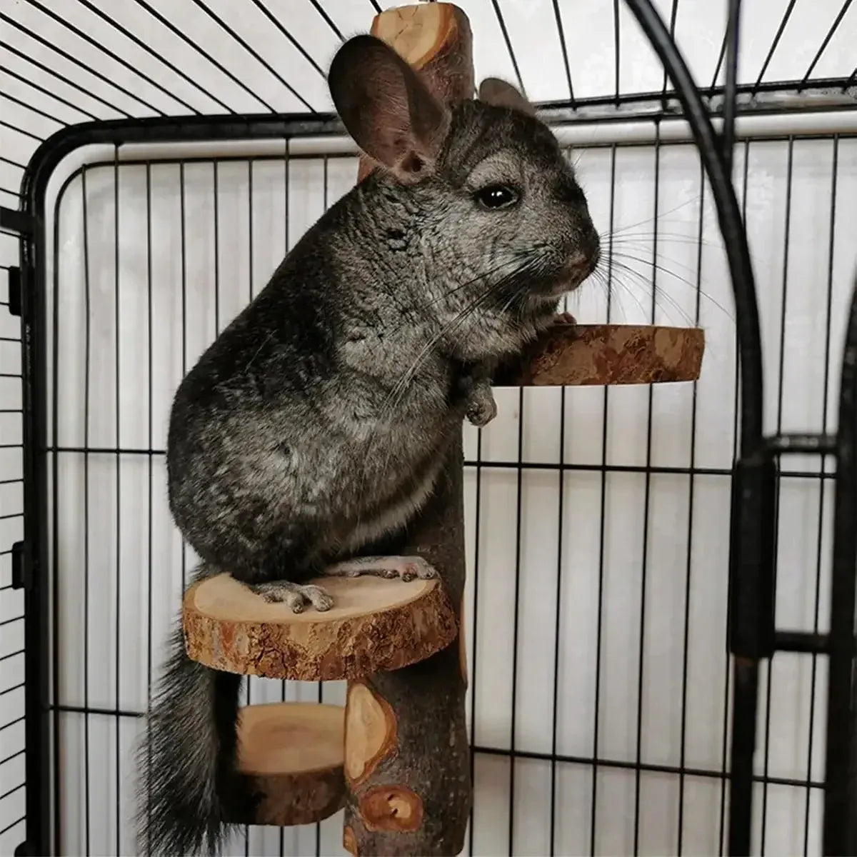 Parrot Stand Squirrel Training Swing Pet Stand Toy Small Pet Exercise Play