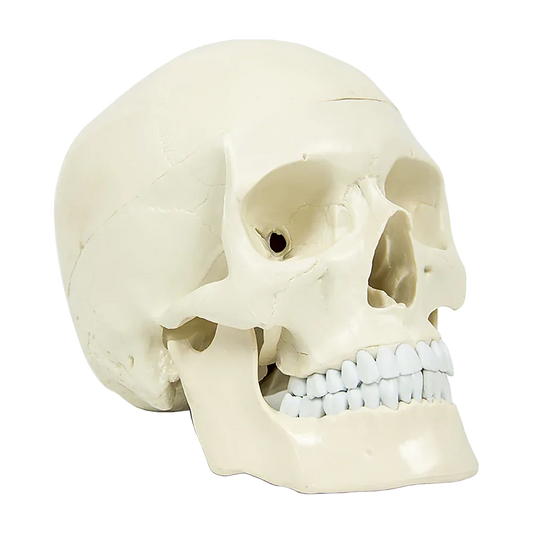 Life Size Anatomical Deluxe Human Skull Model Medical Skeleton Anatomy Replica - Mekamart Australia