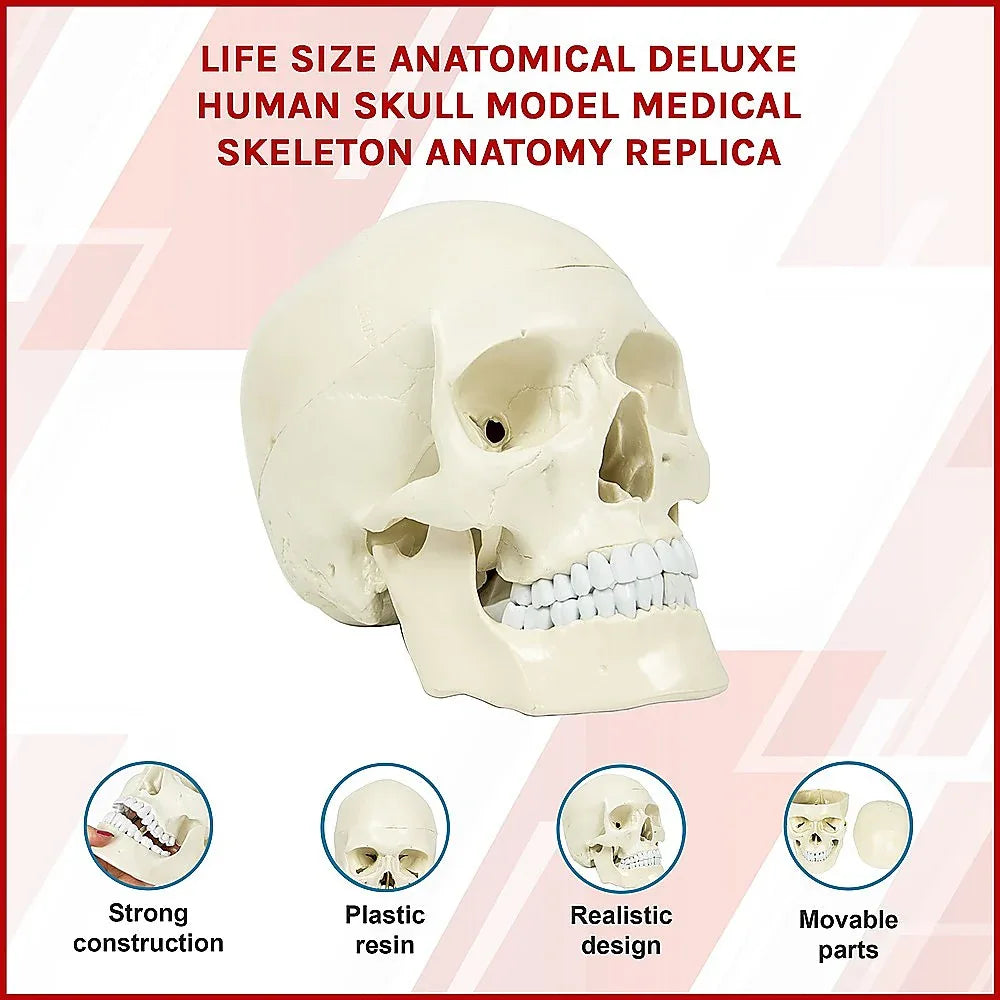 Life Size Anatomical Deluxe Human Skull Model Medical Skeleton Anatomy Replica - Mekamart Australia