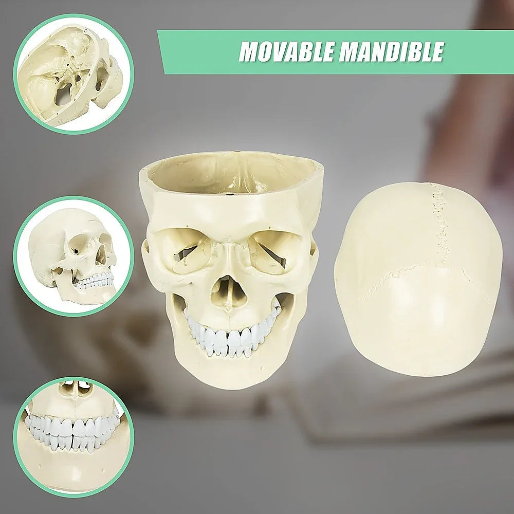 Life Size Anatomical Deluxe Human Skull Model Medical Skeleton Anatomy Replica - Mekamart Australia