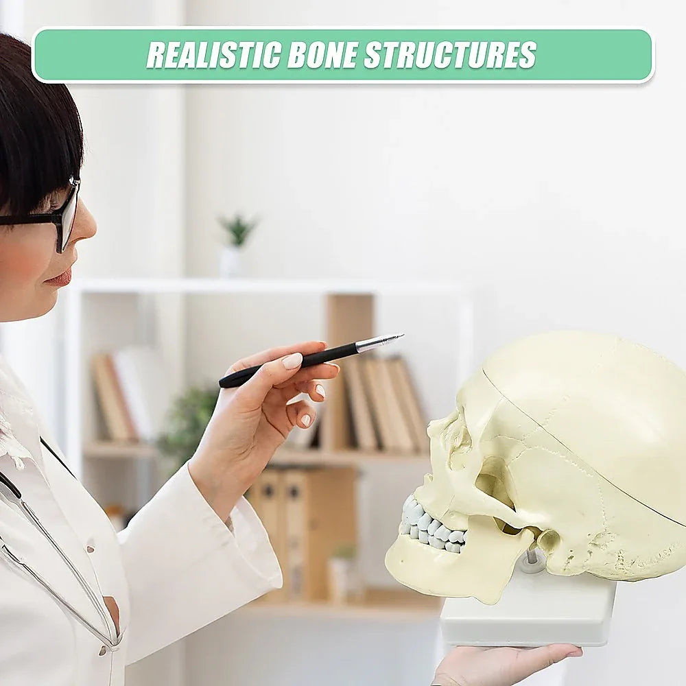 Life Size Anatomical Deluxe Human Skull Model Medical Skeleton Anatomy Replica - Mekamart Australia