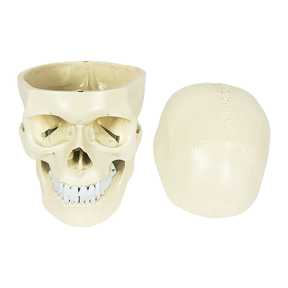 Life Size Anatomical Deluxe Human Skull Model Medical Skeleton Anatomy Replica - Mekamart Australia