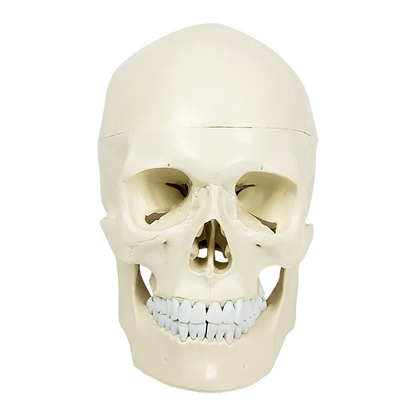 Life Size Anatomical Deluxe Human Skull Model Medical Skeleton Anatomy Replica - Mekamart Australia