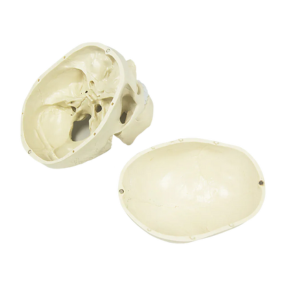 Life Size Anatomical Deluxe Human Skull Model Medical Skeleton Anatomy Replica - Mekamart Australia