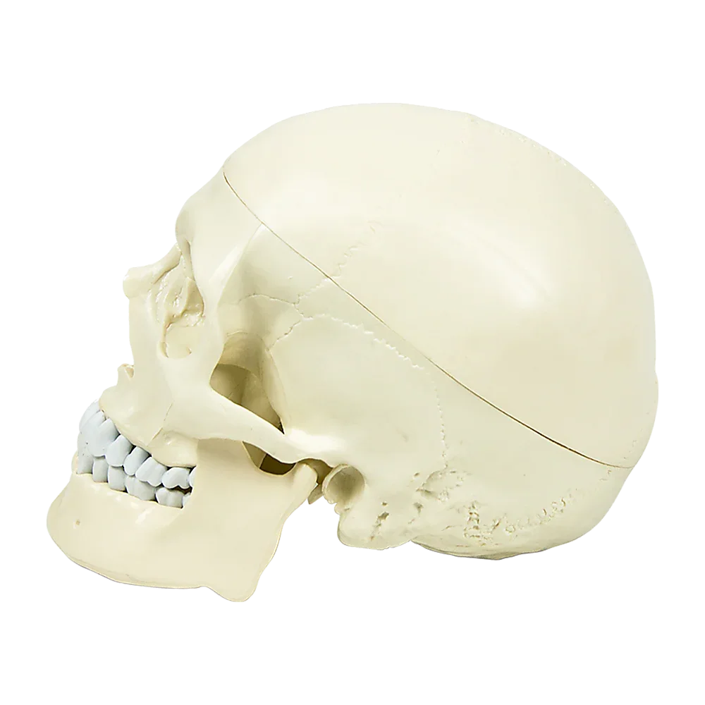 Life Size Anatomical Deluxe Human Skull Model Medical Skeleton Anatomy Replica - Mekamart Australia