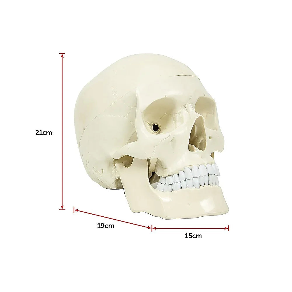 Life Size Anatomical Deluxe Human Skull Model Medical Skeleton Anatomy Replica - Mekamart Australia