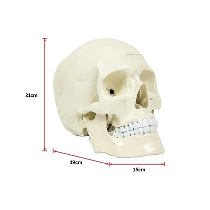 Life Size Anatomical Deluxe Human Skull Model Medical Skeleton Anatomy Replica - Mekamart Australia