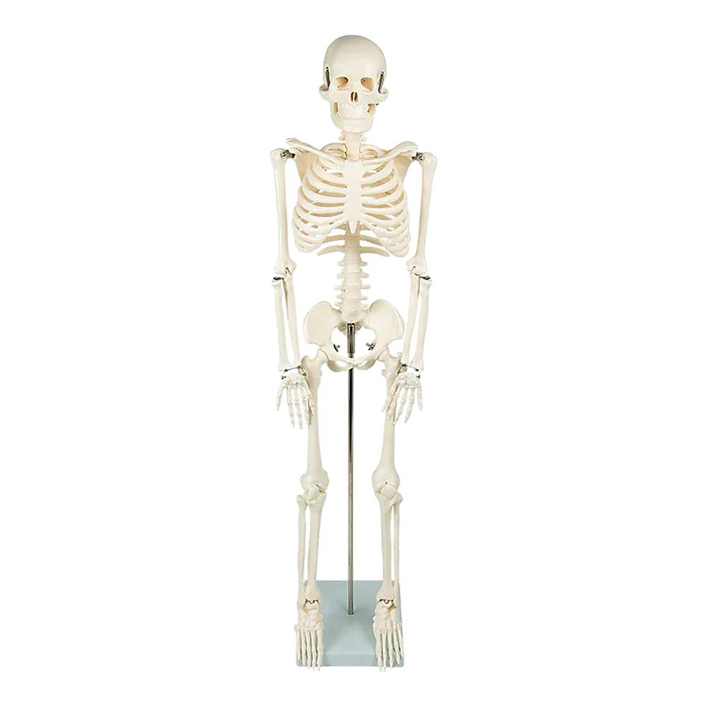 Anatomical 85cm Tall Human Skeleton with Stand Model - Medical Anatomy - Mekamart Australia