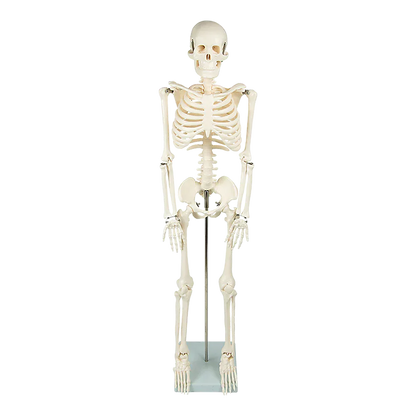Anatomical 85cm Tall Human Skeleton with Stand Model - Medical Anatomy - Mekamart Australia
