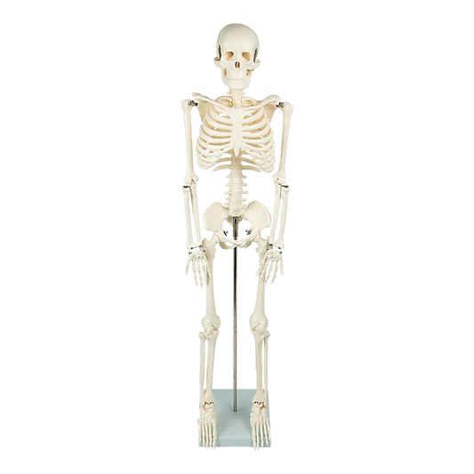 Anatomical 85cm Tall Human Skeleton with Stand Model - Medical Anatomy - Mekamart Australia