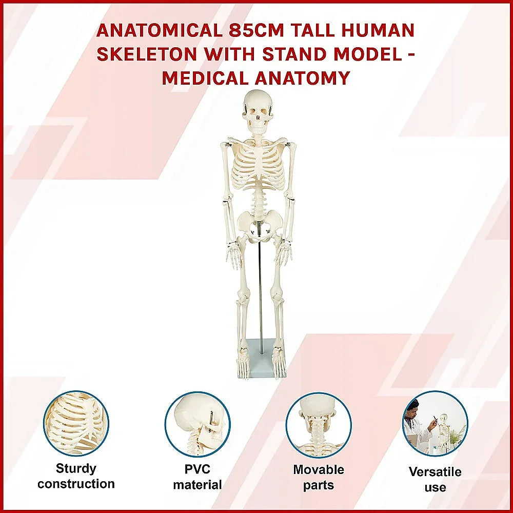 Anatomical 85cm Tall Human Skeleton with Stand Model - Medical Anatomy - Mekamart Australia