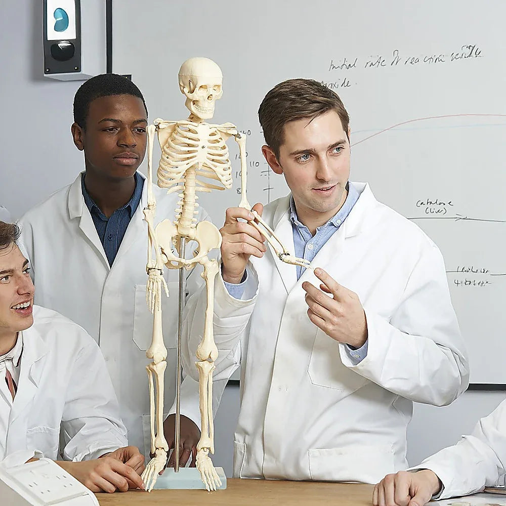 Anatomical 85cm Tall Human Skeleton with Stand Model - Medical Anatomy - Mekamart Australia