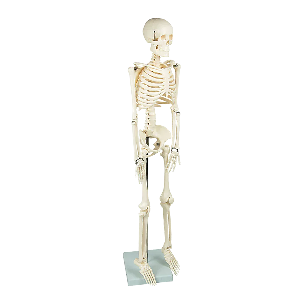 Anatomical 85cm Tall Human Skeleton with Stand Model - Medical Anatomy - Mekamart Australia