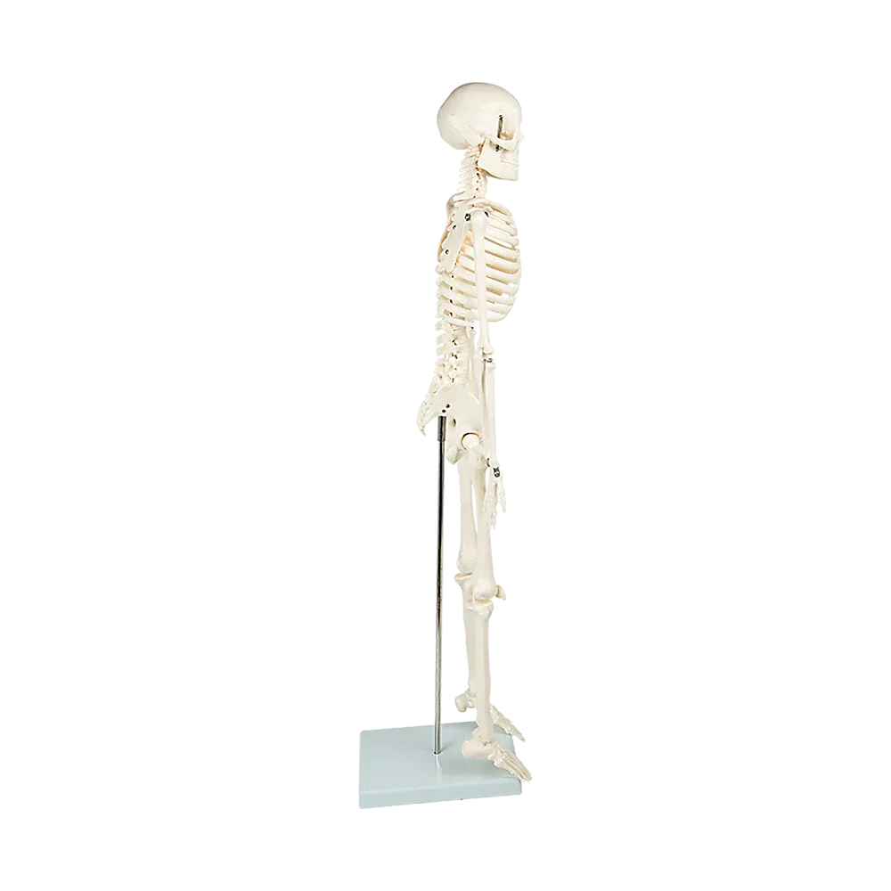 Anatomical 85cm Tall Human Skeleton with Stand Model - Medical Anatomy - Mekamart Australia