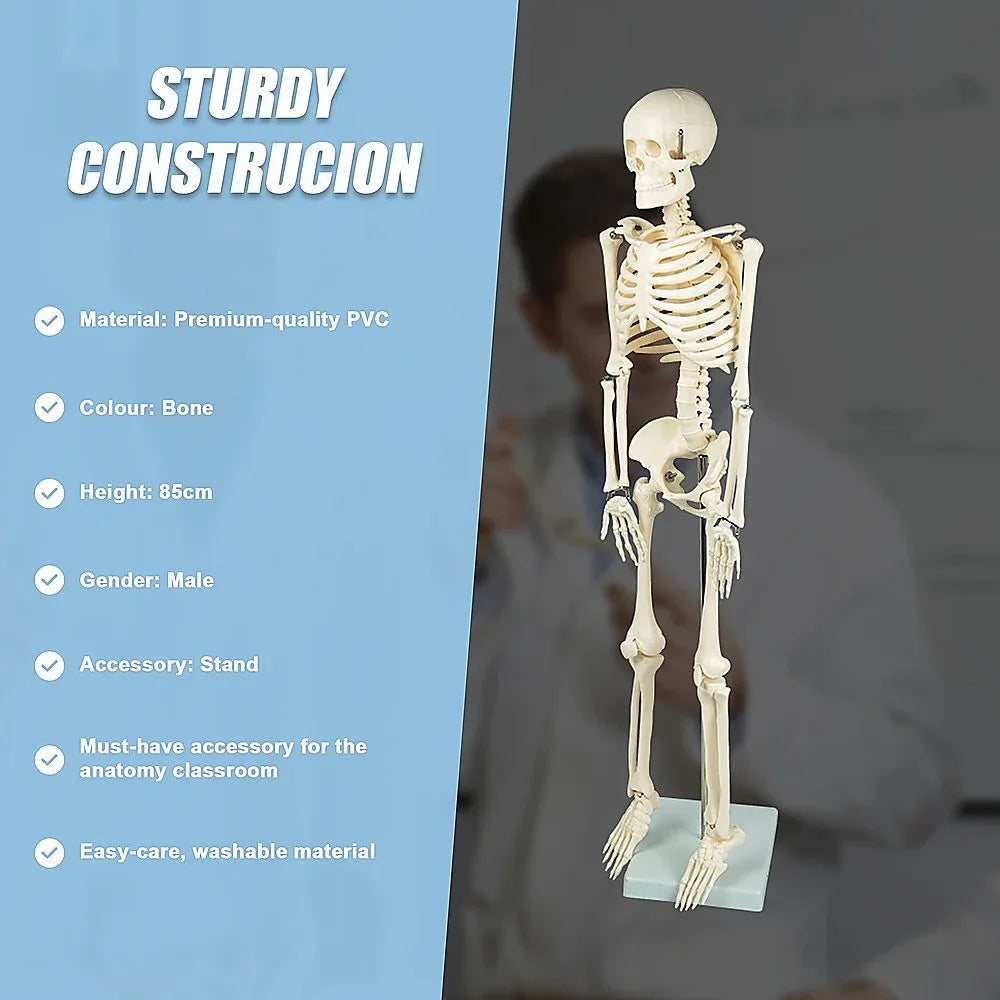Anatomical 85cm Tall Human Skeleton with Stand Model - Medical Anatomy - Mekamart Australia