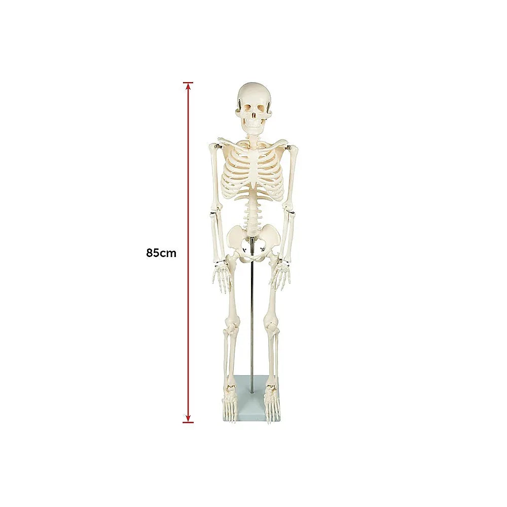 Anatomical 85cm Tall Human Skeleton with Stand Model - Medical Anatomy - Mekamart Australia