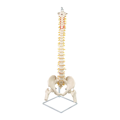 Life Size Flexible Spine Pelvis & Femur Model – Anatomical Skeleton Display - Mekamart Australia