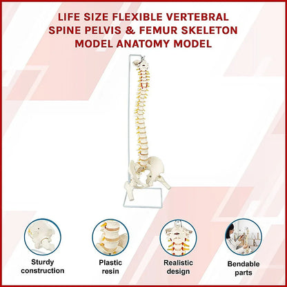Life Size Flexible Spine Pelvis & Femur Model – Anatomical Skeleton Display - Mekamart Australia